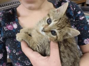 Gattino nascosto in un buco: ora ha una famiglia