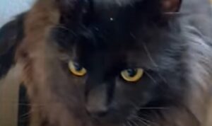 Un gatto nero abbandonato ha scoperto che al mondo è possibile essere felici (VIDEO)