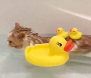gatto che nuota nella vasca da bagno con le paperelle
