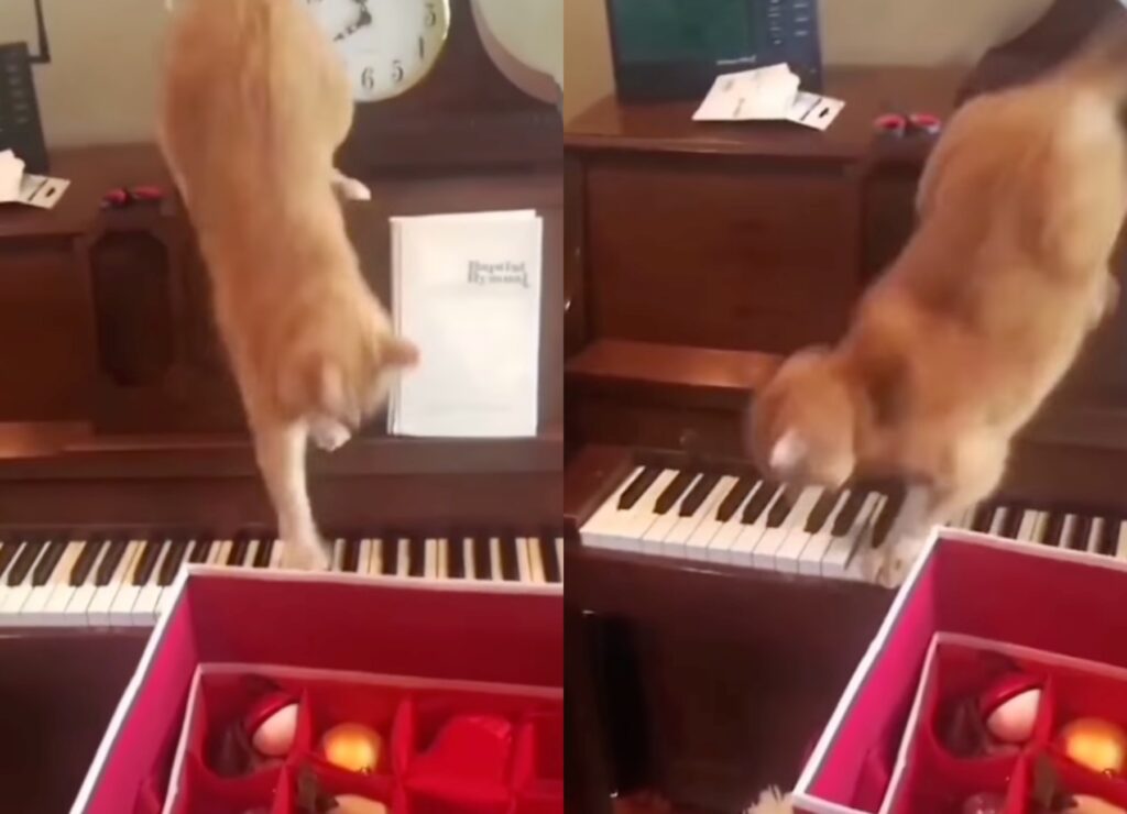 gatto suona il pianoforte