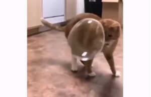 Gatto rossiccio sorpreso da una bolla di sapone che scoppia (VIDEO)
