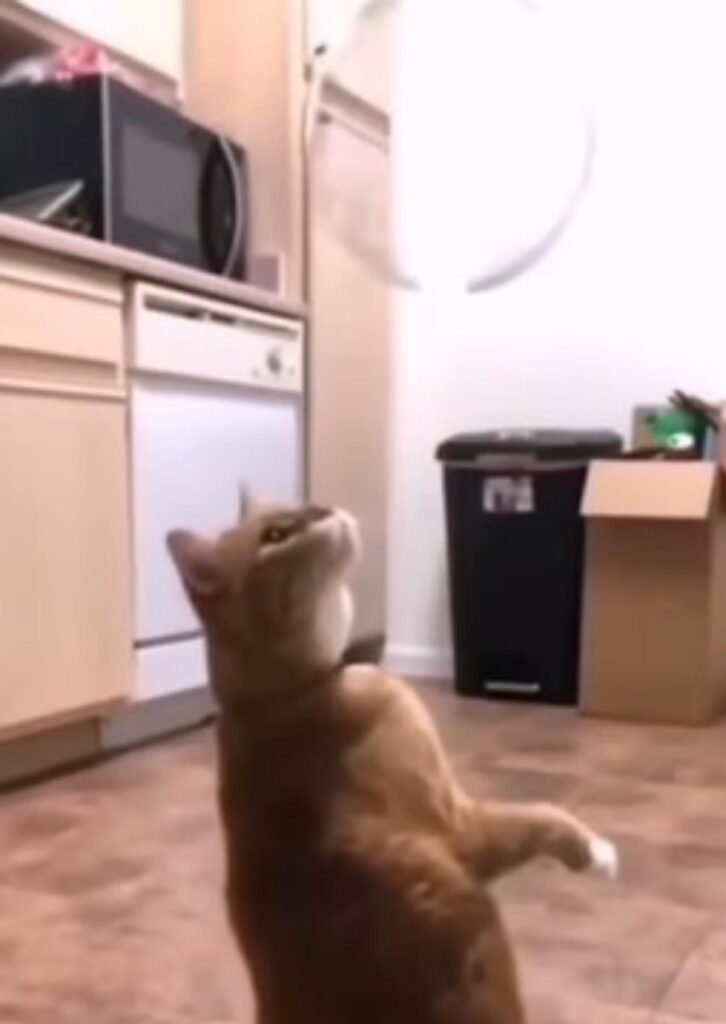 gatto rossiccio