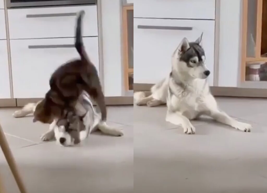 gatto salta sul cane che vuole dormire