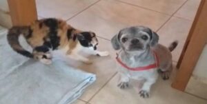 Gatto spaventato non riconosce il suo amico canino dopo la toelettatura