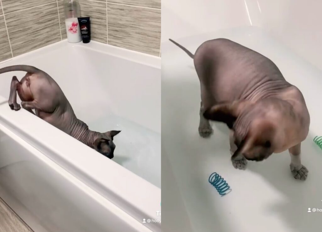 gatto sphynx nella vasca da bagno