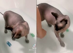 dave il gatto sphynx che fa il bagno