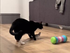 Gatto e topolino fanno tutto insieme come due grandi amici (VIDEO)