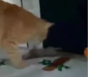 Un gatto porta un dono bizzarro (VIDEO)