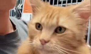 Il gattone abbandonato Peaches ha trovato la gioia di una famiglia amorevole (VIDEO)