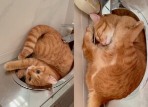 Gattone rosso dorme nel lavandino con pose buffissime (VIDEO)