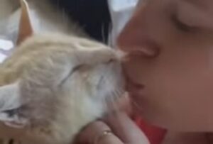 Un gattone selvatico riesce ad attirare le attenzioni di una donna che decide di salvarlo e adottarlo (VIDEO)