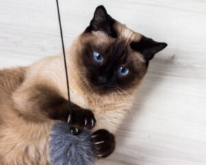 5 giocattoli per il divertimento del gatto Siamese che vive in casa