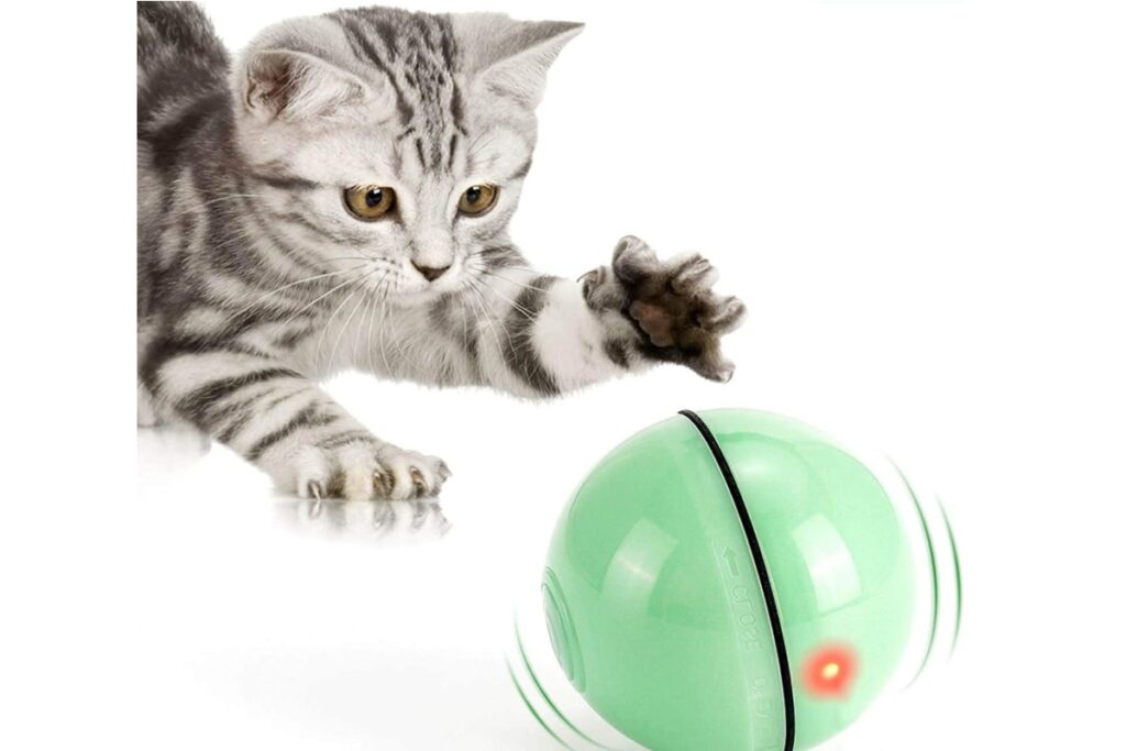 giochi interattivi per gatto siamese