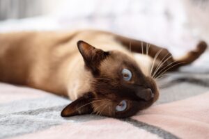 5 giochi interattivi e super stimolanti per un gatto Siamese