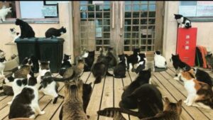 La storia dell’isola dei gatti, un posto in cui i gattini vivono felici