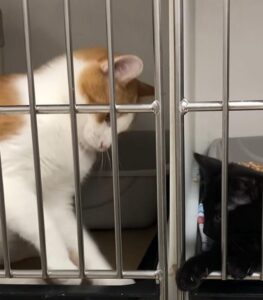 Due gatti fanno amicizia in un rifugio (VIDEO)