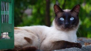 5 bellissime lettiere per il gatto Siamese, dalle classiche alle più tecnologiche