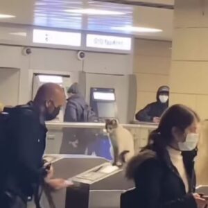 Gatto controlla i biglietti in metro (VIDEO)
