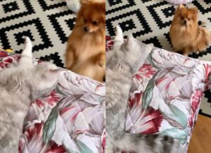 Mia, la gatta gelosa impedisce al cagnolino di salire sul letto (VIDEO)