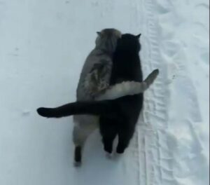 I gattini sono migliori amici e fanno lunghe passeggiate abbracciati nella neve (VIDEO)