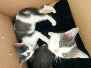 Mimì e Cocò, meravigliosi gattini cercano un’adozione di coppia e una casa in cui vivere per sempre felici