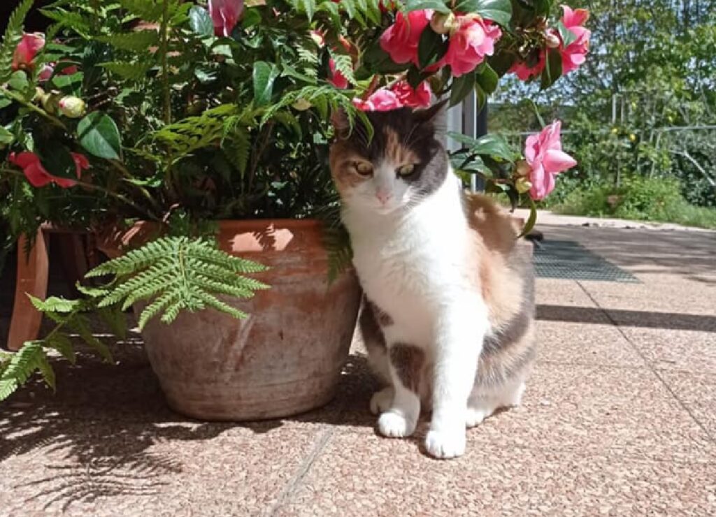 gatta vicino la pianta con vaso