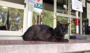 Una gattina adottata dagli avvocati di un tribunale