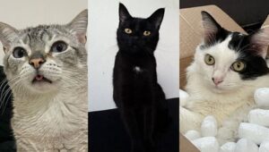 Tre gatti meravigliosi: Miu, Mu e Morcega!