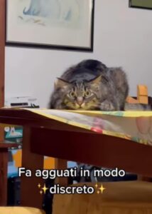 Il gattino viene preso in giro dalla padrona per i suoi agguati particolari (VIDEO)
