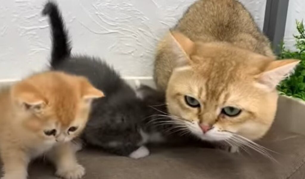 Un papà gatto premuroso dona attenzioni e affetto a tutti i membri della sua famiglia (VIDEO)