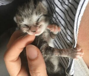 Gattina adottata da una donna: era minuscola