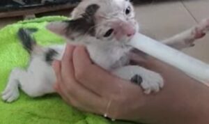 Piccolissima gattina abbandonata riesce a sopravvivere grazie ad un aiuto provvidenziale (VIDEO)