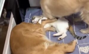 Il povero gatto viene schiacciato da un cane non molto attento (VIDEO)
