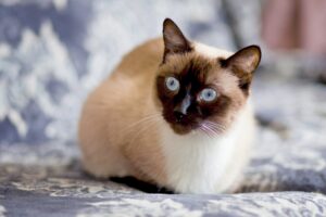 5 prodotti di bellezza perfetti per il gatto Siamese: da provare!