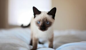 5 prodotti per la perfetta toelettatura dei gattini Siamese