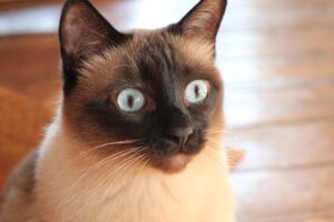 5 prodotti per la toelettatura del gatto Siamese che non devono mancare in casa