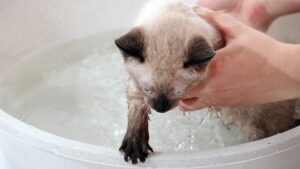 shampoo per gatti siamese