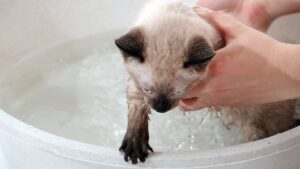 5 shampoo per mantenere perfetto il pelo dei gatti Siamese