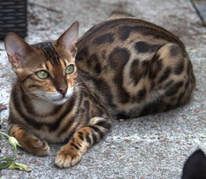 5 shampoo per rendere il pelo del gatto Bengala semplicemente perfetto