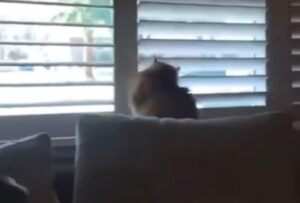 Il padrone ed il simpatico micio hanno opinioni diverse sulla finestra: è una sfida (VIDEO)