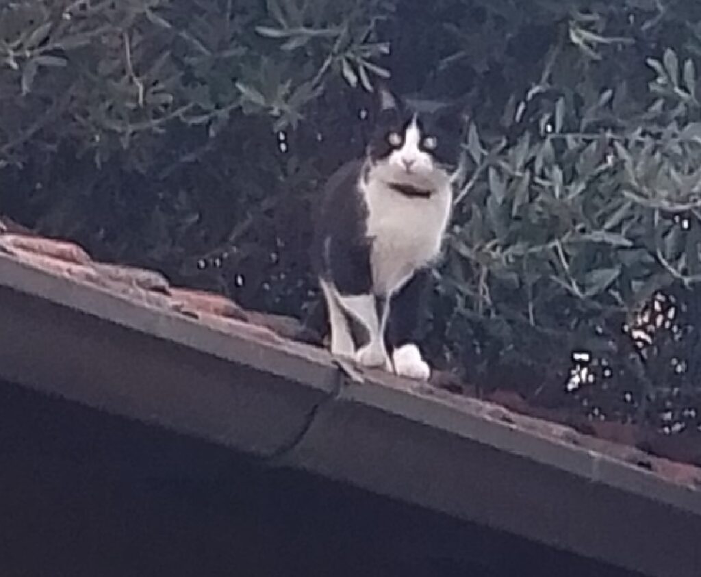 gatto gino sul tetto di casa