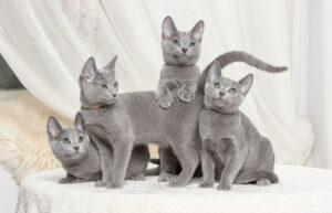 tiragraffi per gattini blu di russia
