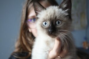 5 tiragraffi piccoli adatti ai gattini Siamese che vivono in casa