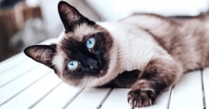 5 tiragraffi per gatto Siamese, super divertenti e originali