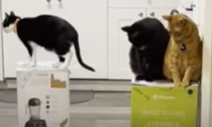 Tre gattini ossessionati da una scatola cercano di trovare una soluzione (VIDEO)
