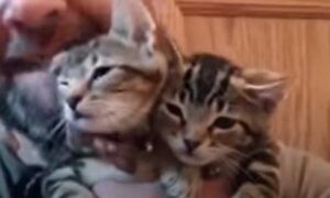 Tre gattini abbandonati riescono a trovare delle persone che decidono di aiutarli (VIDEO)