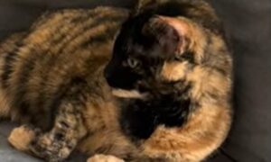 “Omicidio vegetale” Il colpevole è uno dei gatti domestici di un proprietario detective (VIDEO)