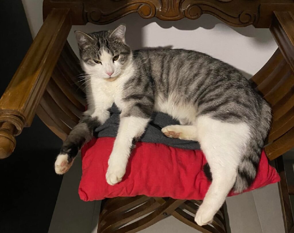 gatto pio disteso su cuscino rosso