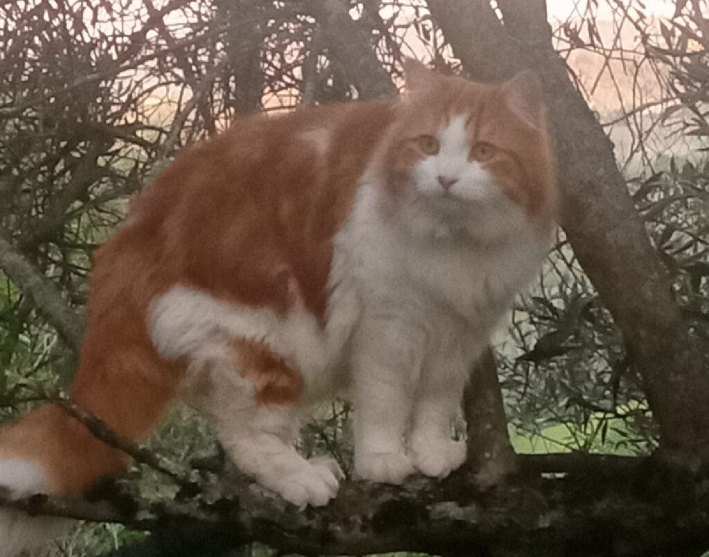 gatto salito su albero 