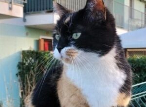Villesse, viene segnalata la scomparsa di Cleopatra, i proprietari continuano a cercare questa bellissima gatta
